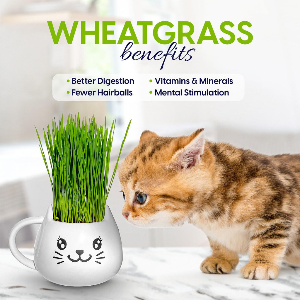 Cat Grass Growing Kit with Seeds, Soil & Ceramic Planter X414